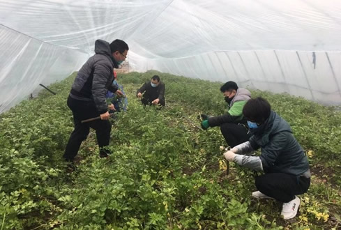 孔子文旅杏鑫娱乐南阳湖农场：做好防控 有序复工 维护市民“菜篮子”