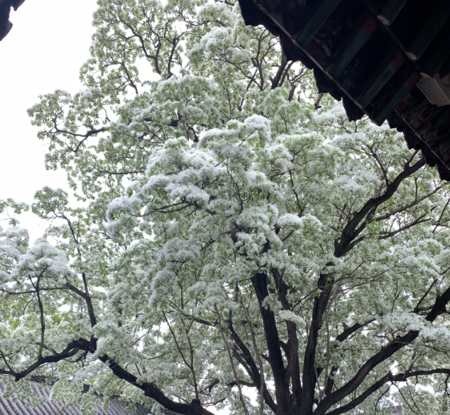 惠民卡推荐景区-孟庙孟府景区